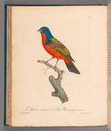 Image of Painted Bunting