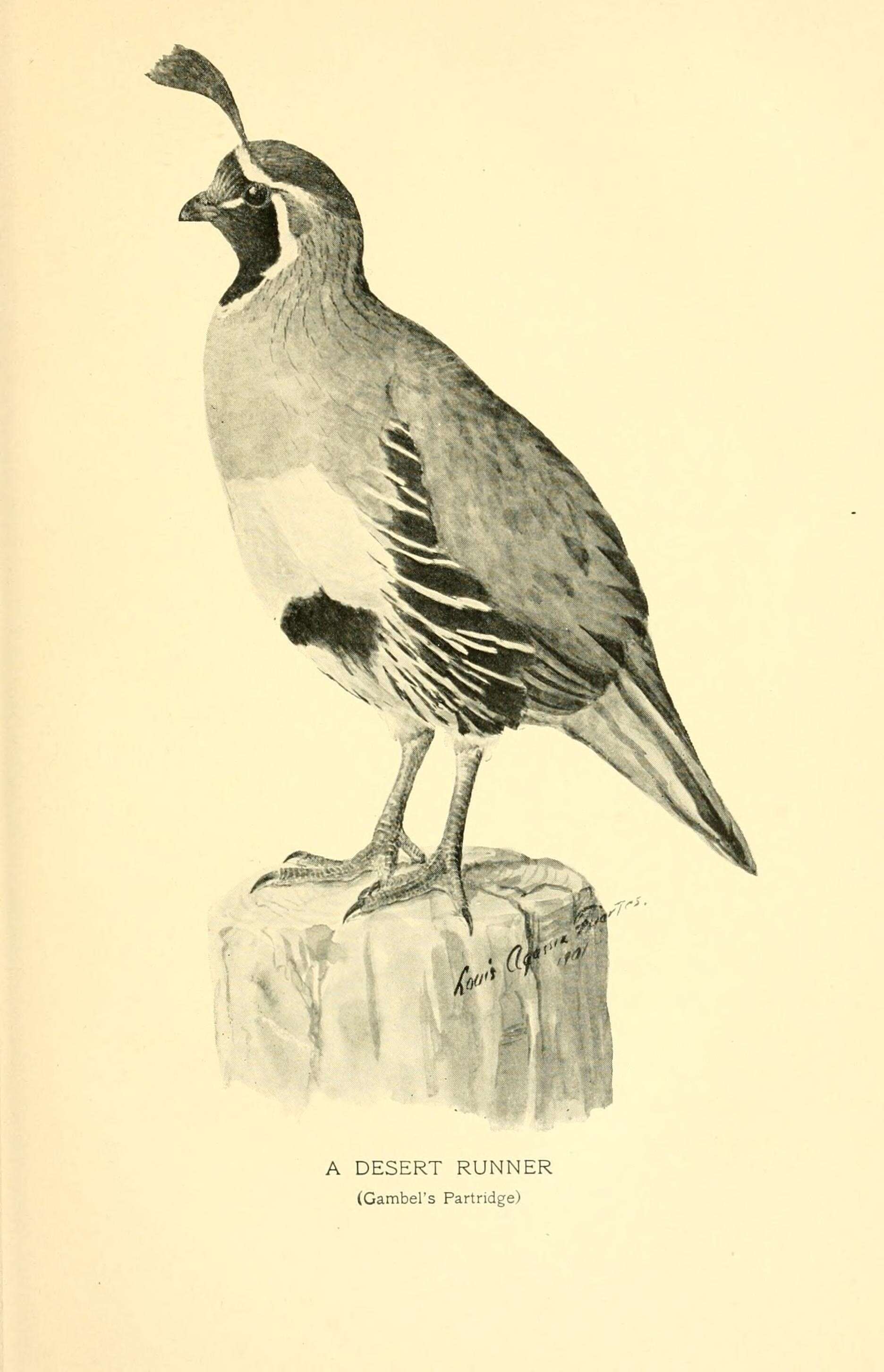 Image of Gambel's Quail