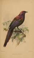 Image of Purple Glossy Starling