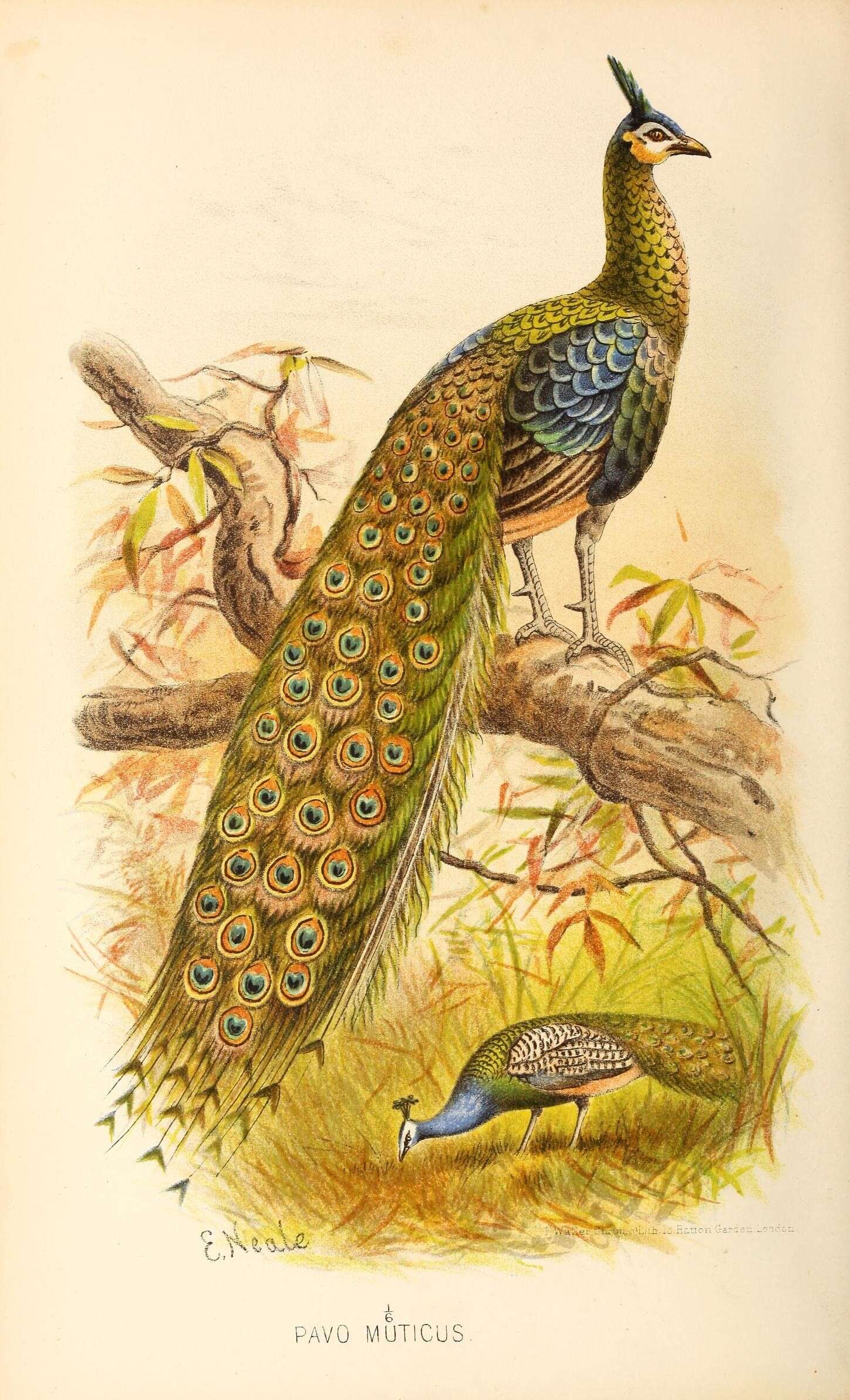 Imagem de Pavo muticus Linnaeus 1766