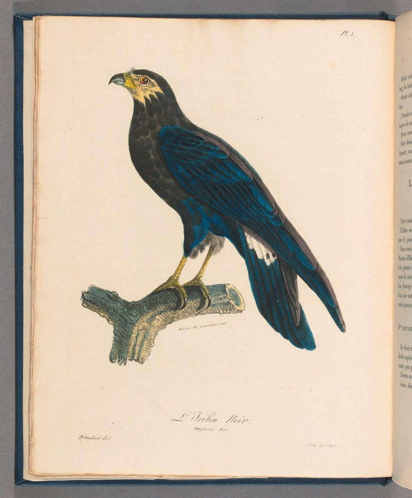 Image of Daptrius Vieillot 1816