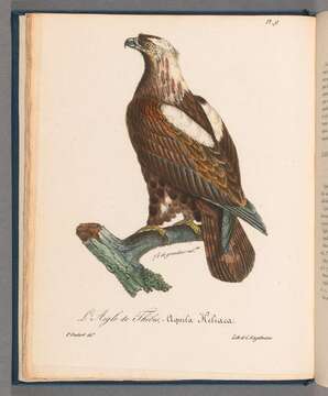 Image of Asian Imperial Eagle