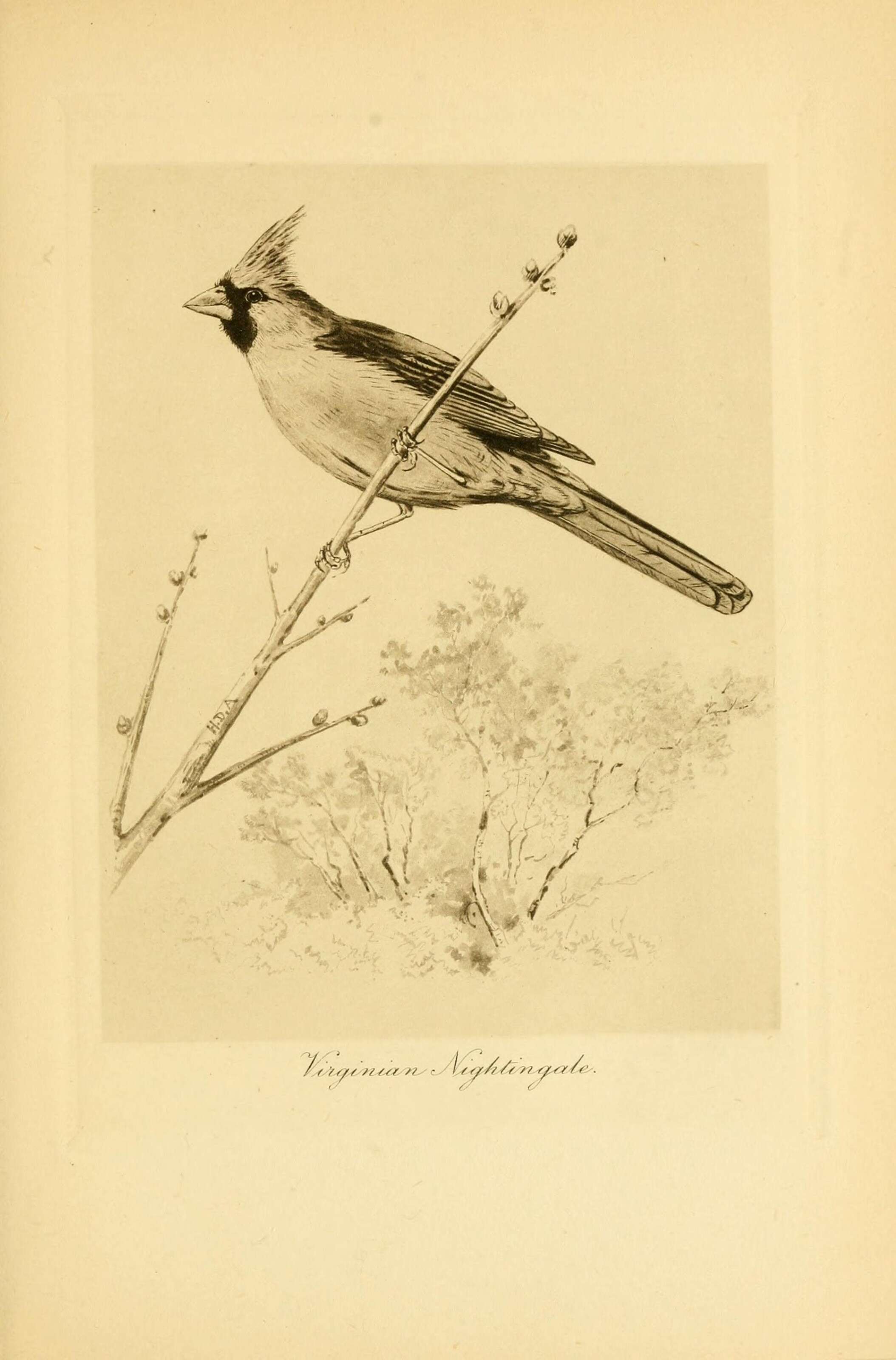 Слика од Cardinalis Bonaparte 1838