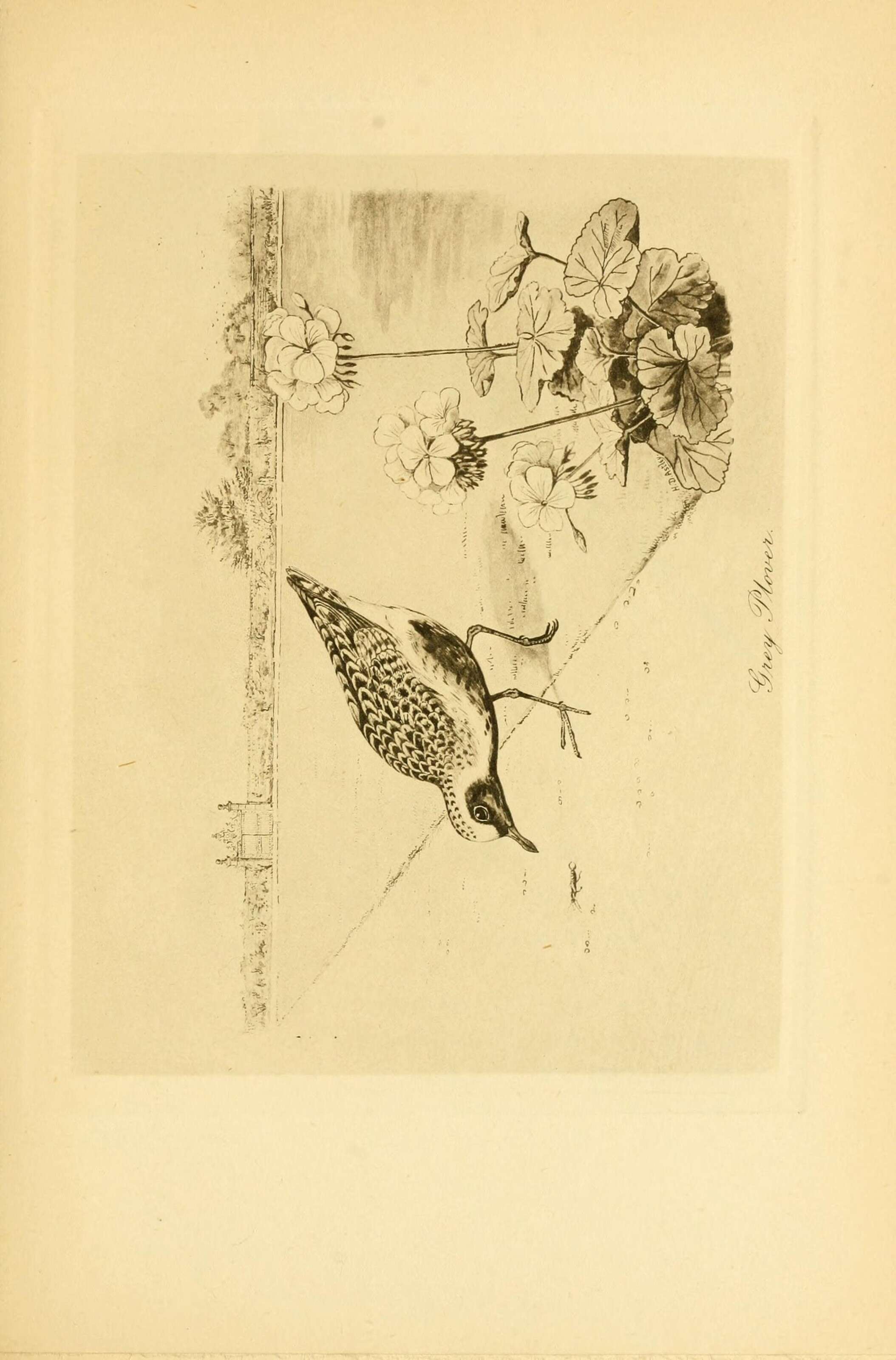 Image of Pluvialis Brisson 1760