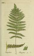 Image of maiden fern