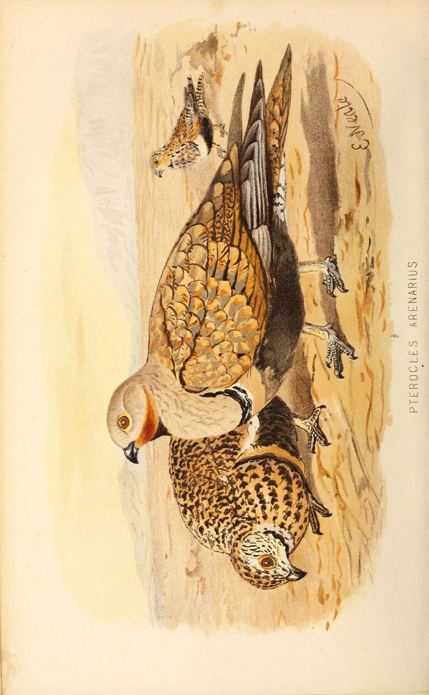 Image of Black-bellied Sandgrouse