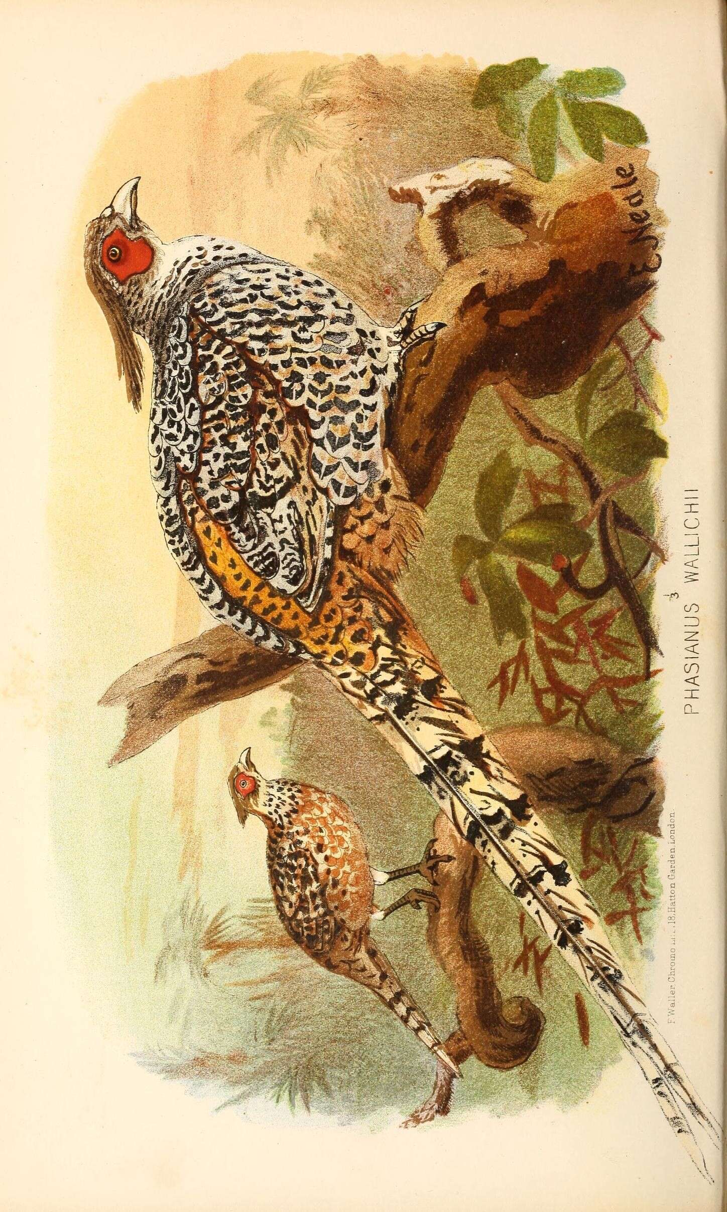Image of Catreus Cabanis 1851