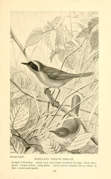 Image of Common Yellowthroat