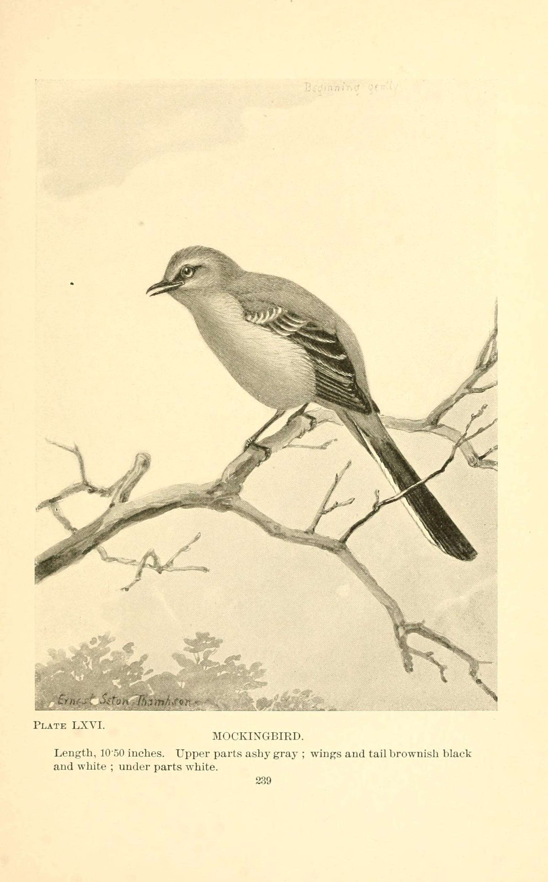 Image of Northern Mockingbird