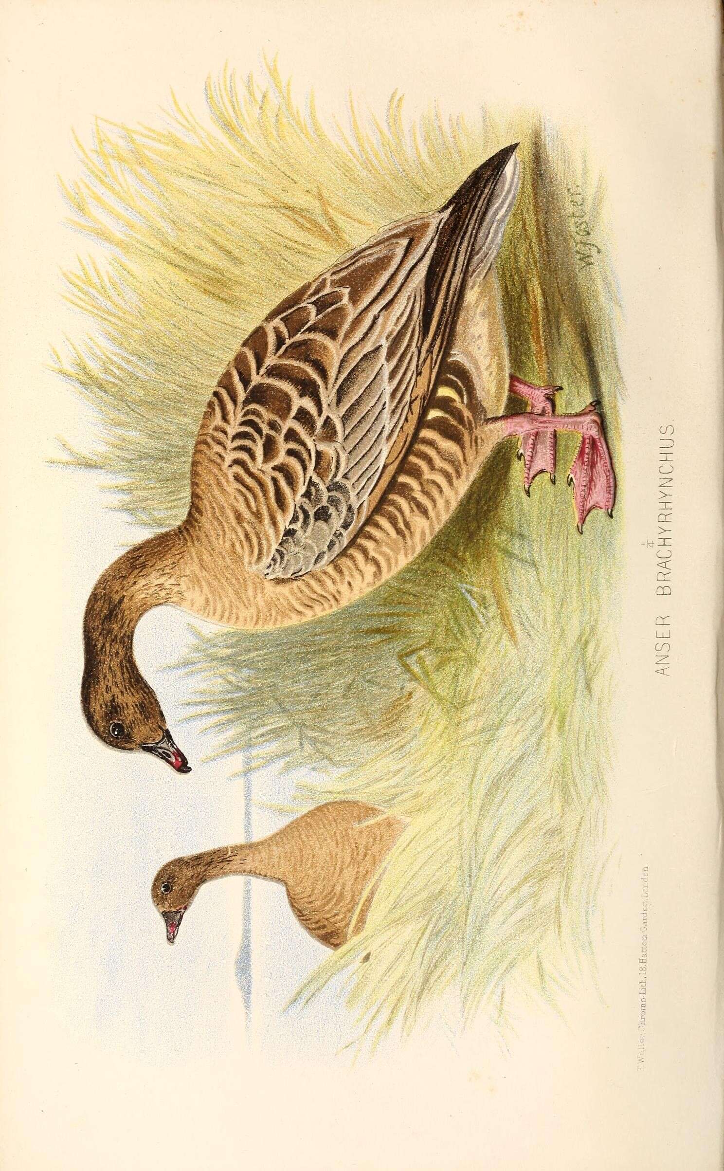 Imagem de Anser brachyrhynchus Baillon 1834