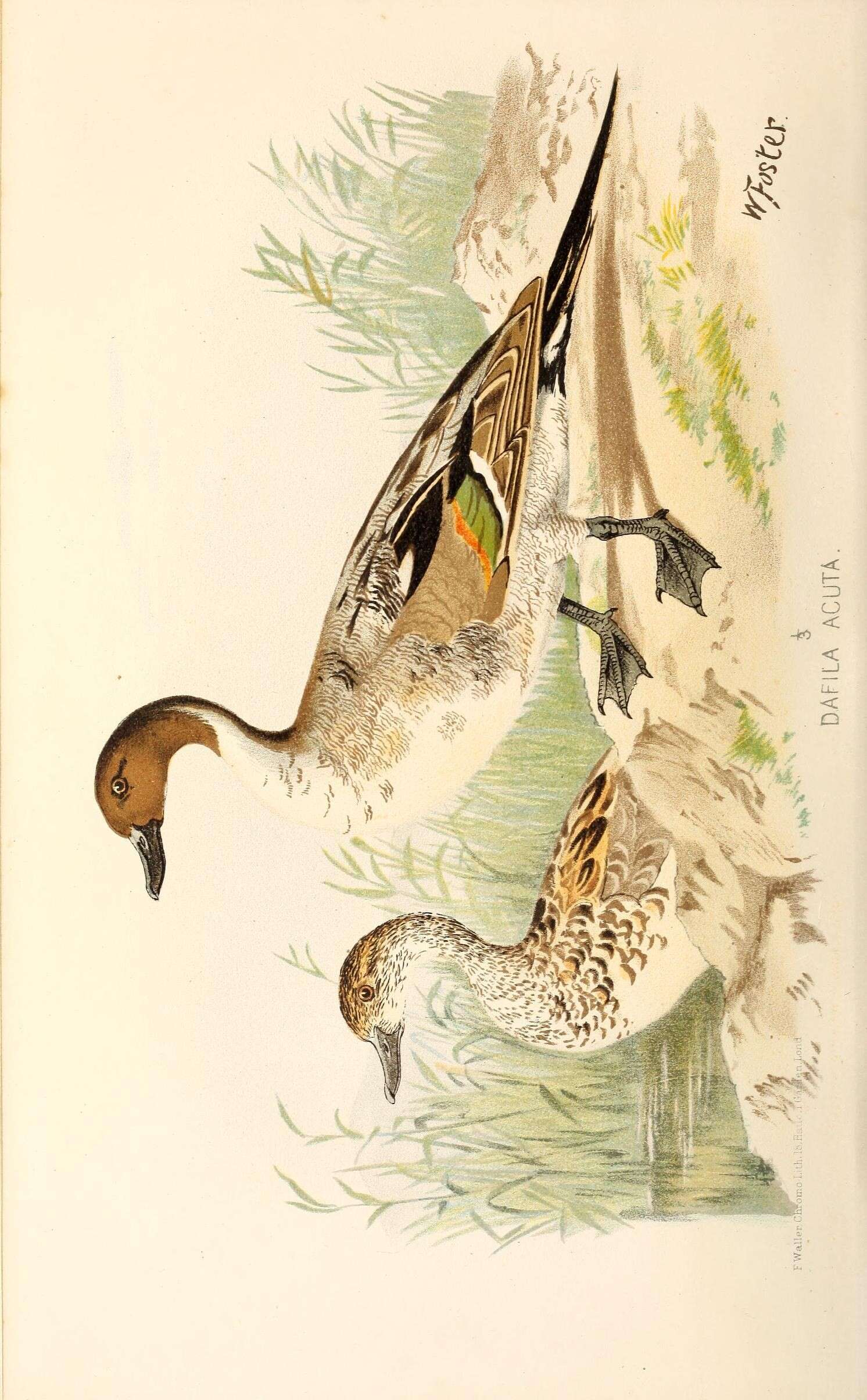 Image of pintail, northern pintail