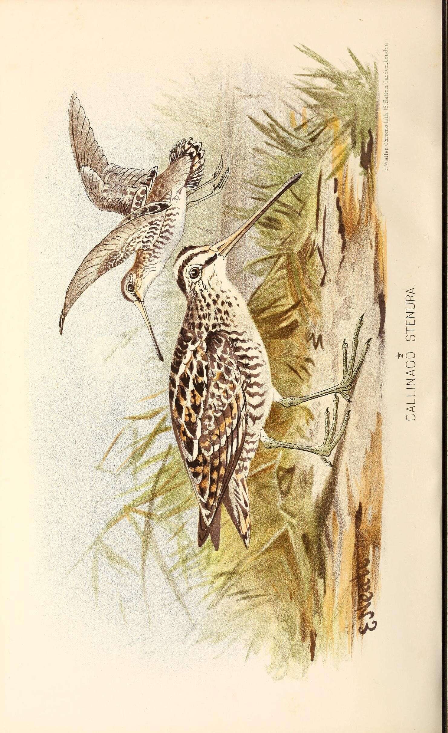 Image of Pin-tailed Snipe