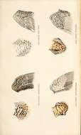 صورة Gallinago nemoricola Hodgson 1836