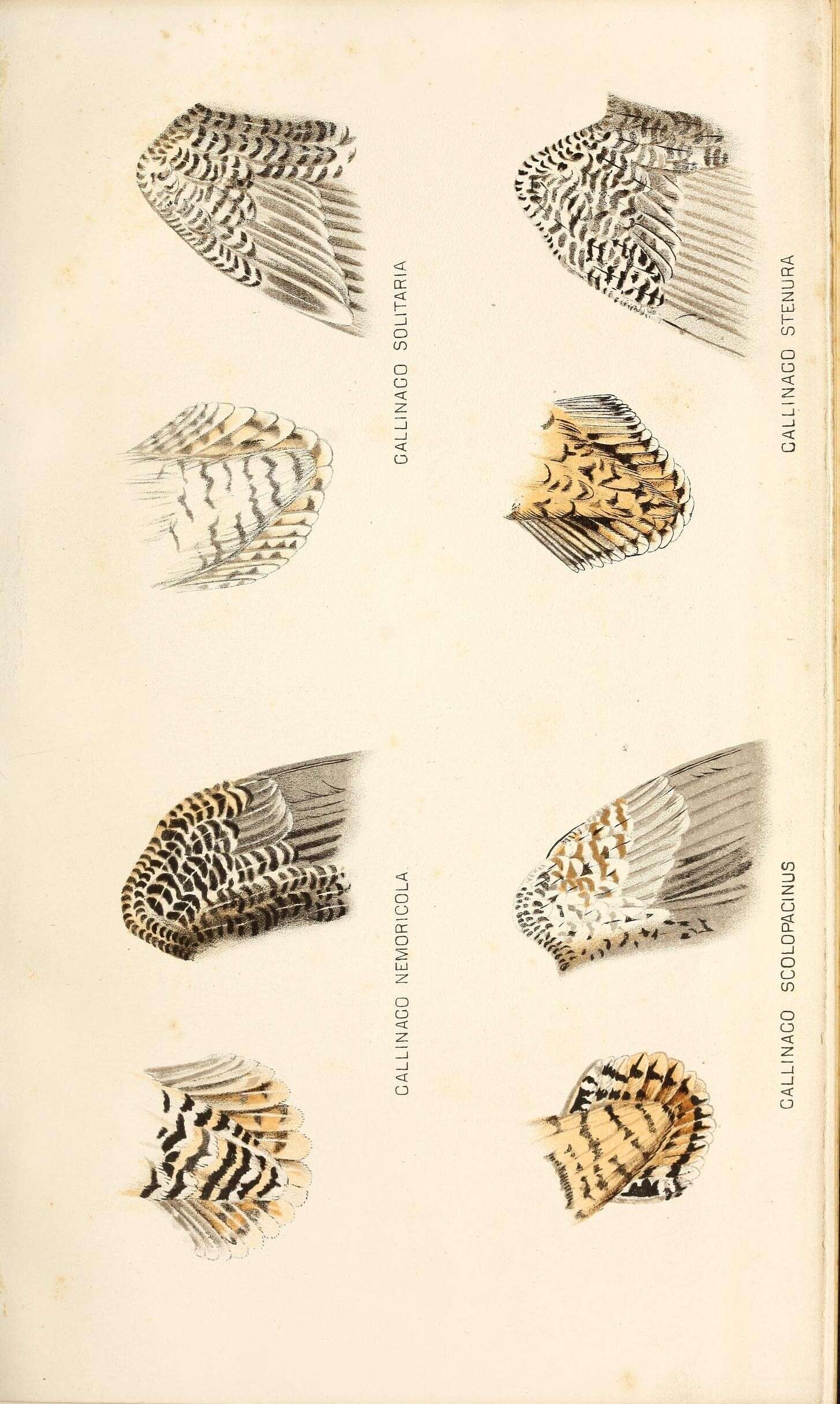 Plancia ëd Gallinago nemoricola Hodgson 1836