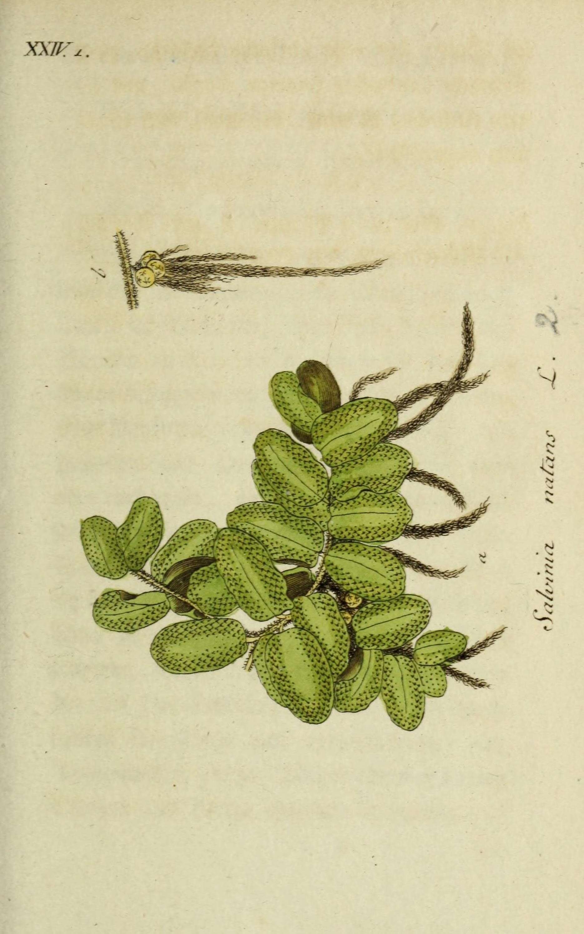 Image of floating watermoss