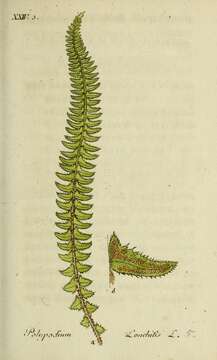 Image of holly fern