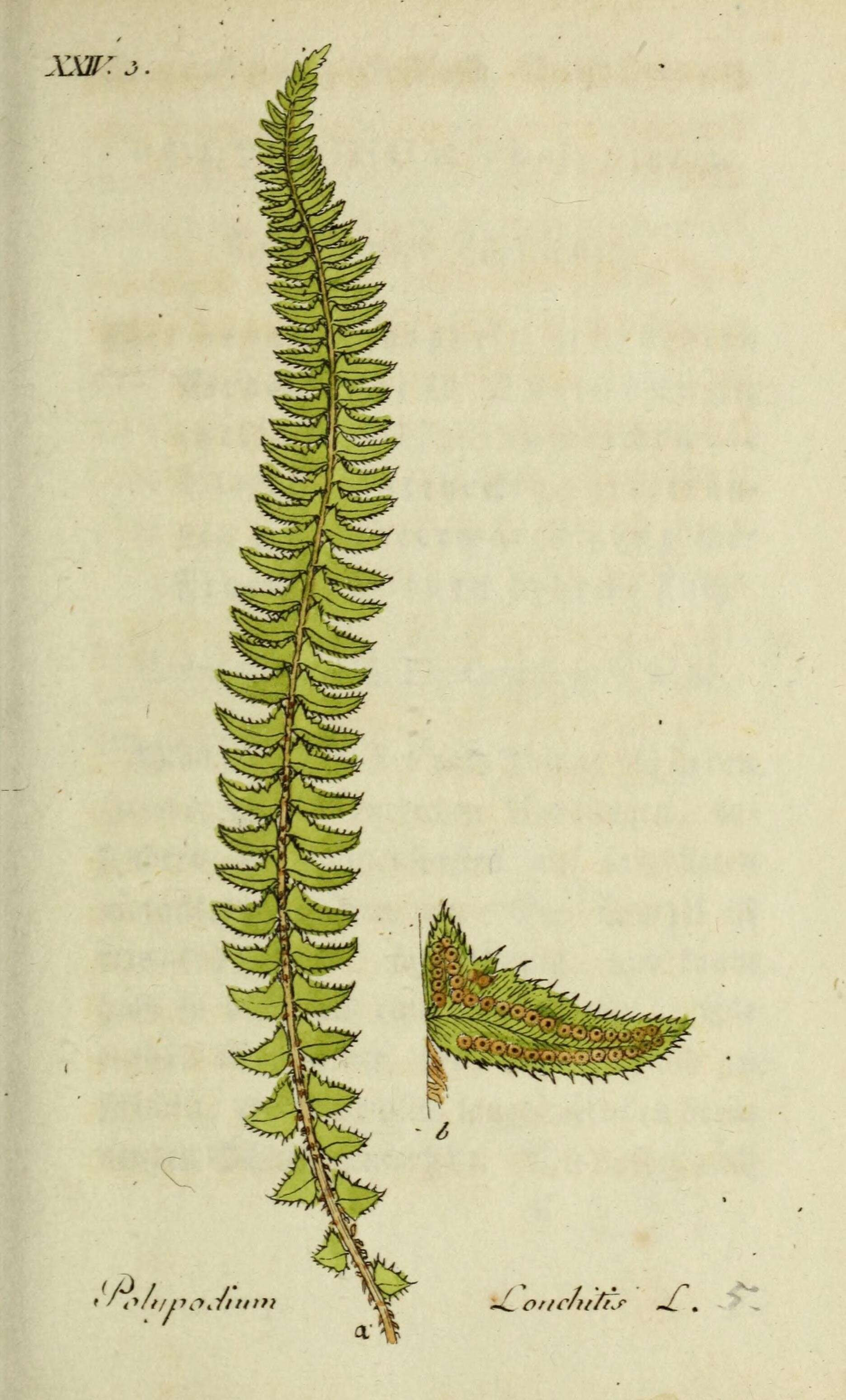Слика од Polystichum lonchitis (L.) Roth