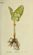 Image of common moonwort