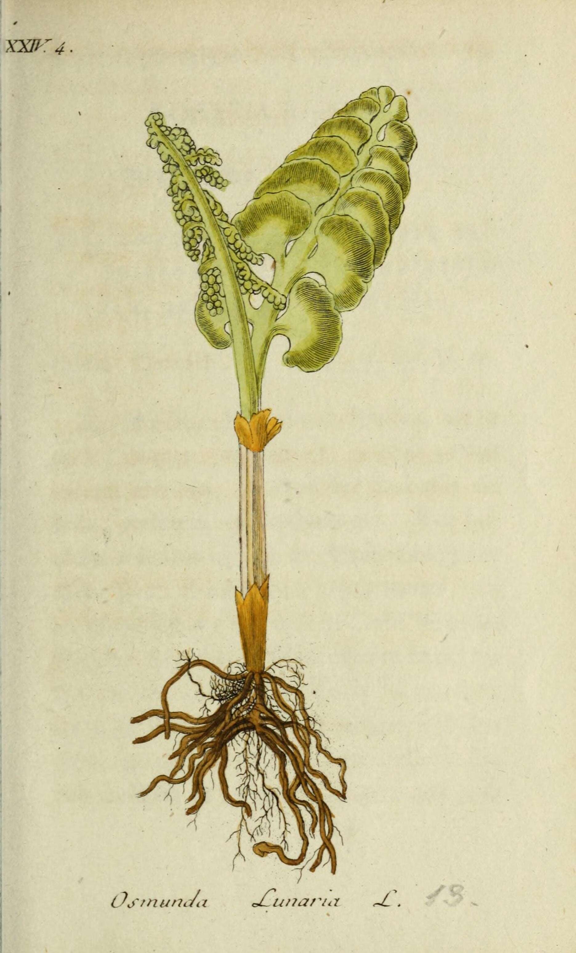 Image of common moonwort