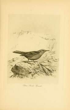 Image of Blue Rock Thrush