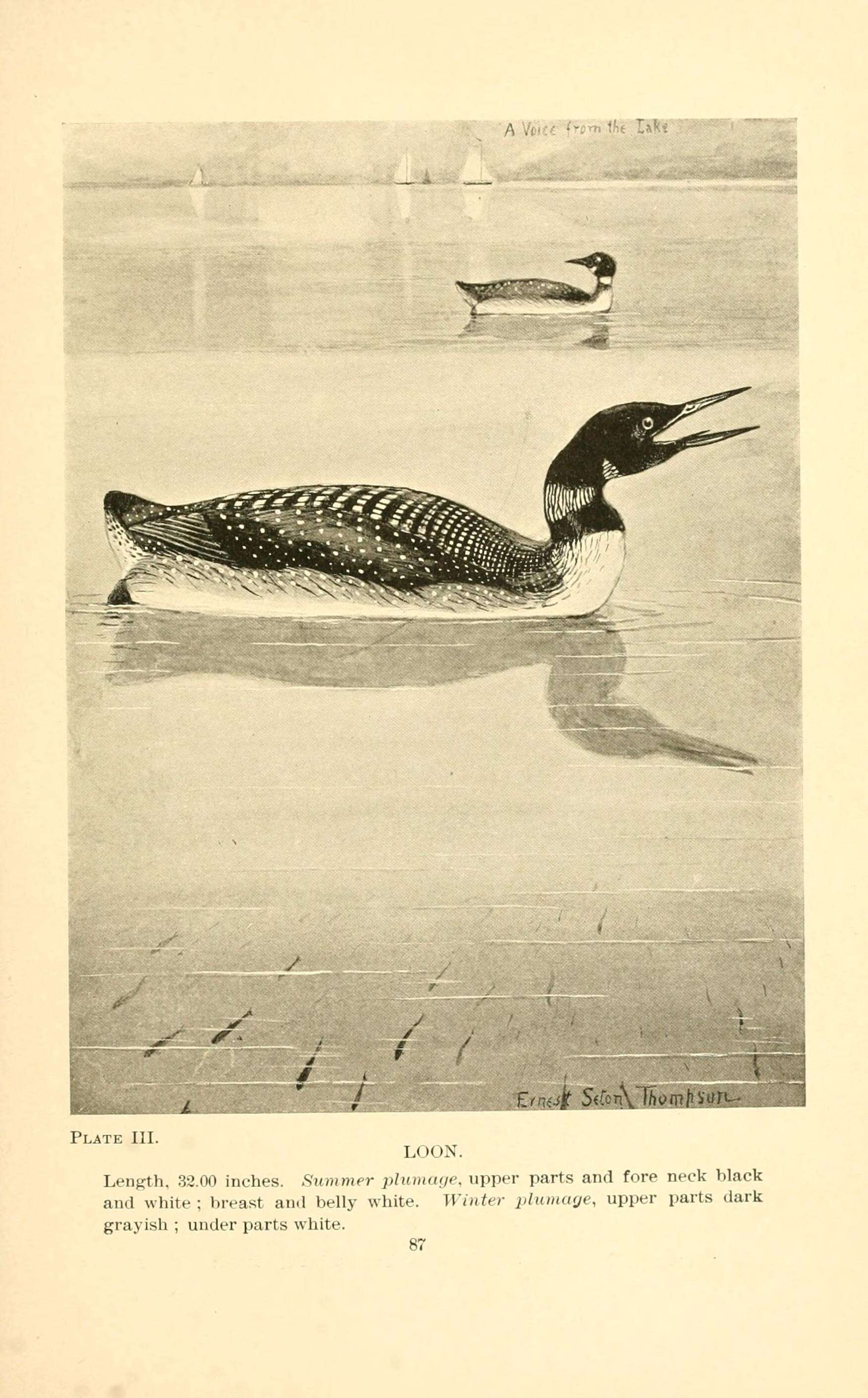 Image of loons