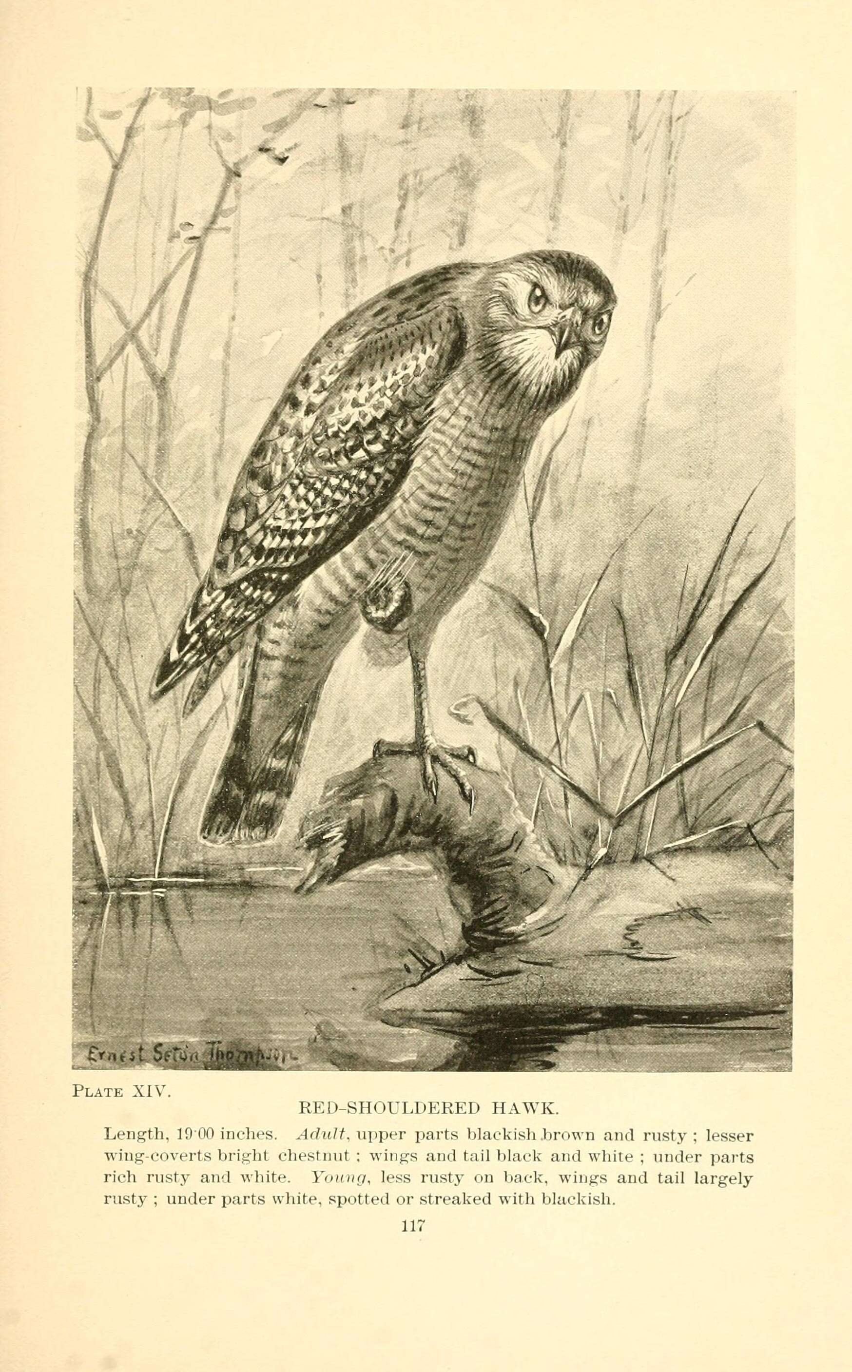 Image of Red-shouldered Hawk