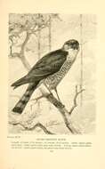 Image of Sharp-shinned Hawk