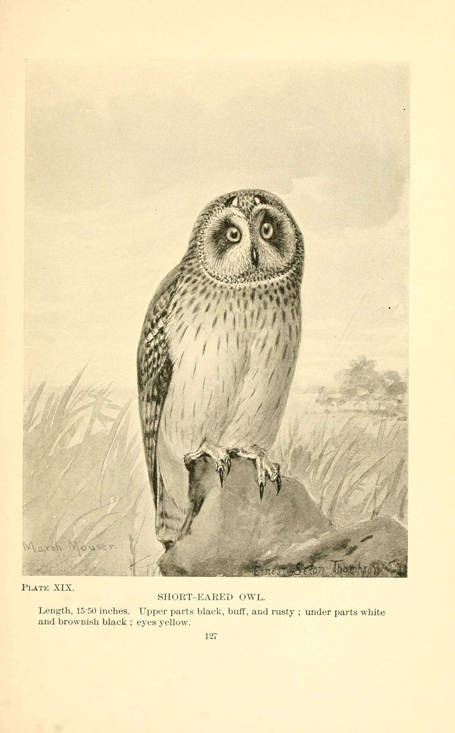 Image of Short-eared Owl