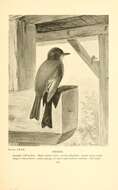 Image of Eastern Phoebe