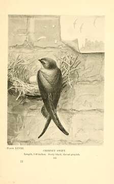 Image of Chimney Swift