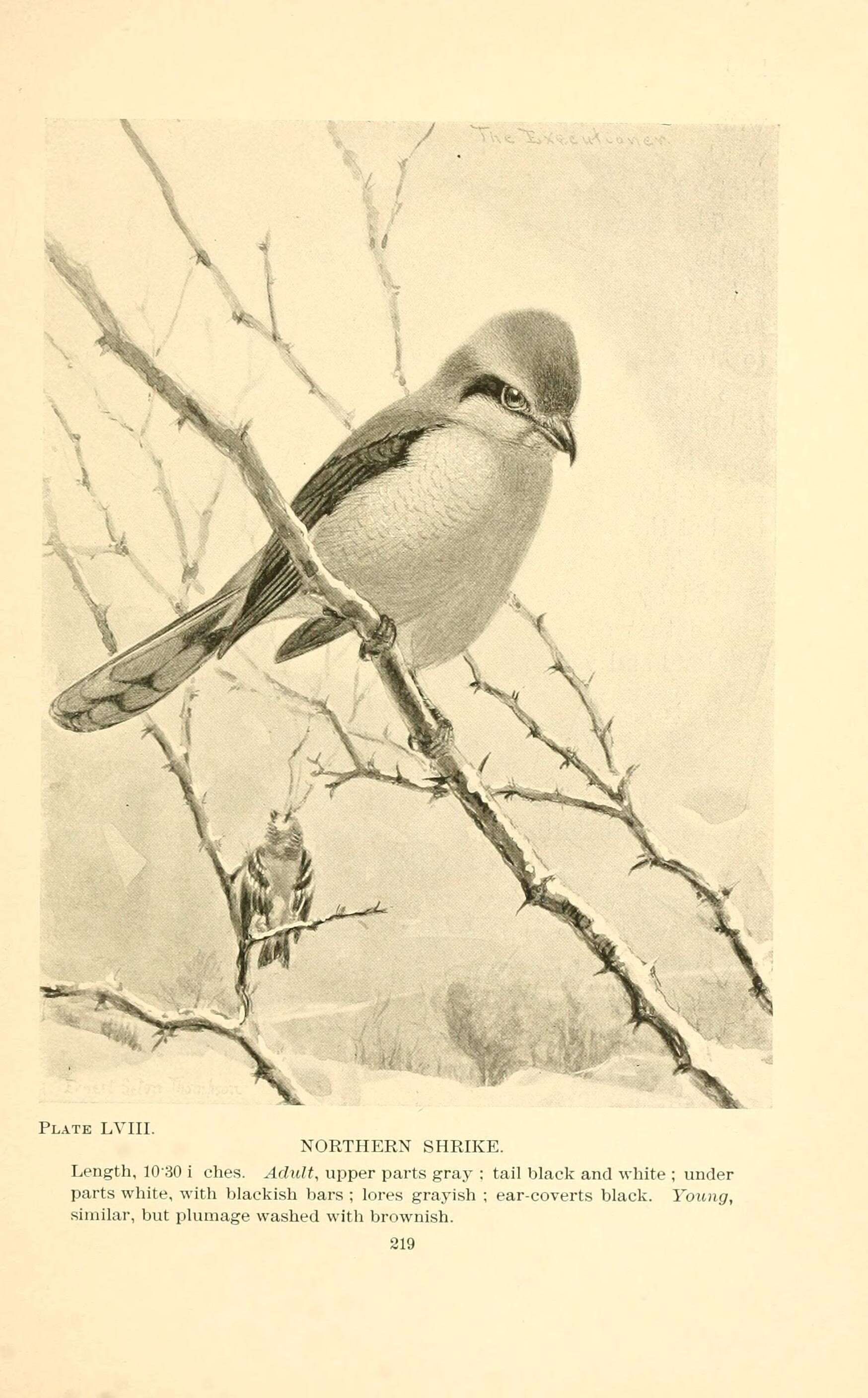 Image of Northern Shrike