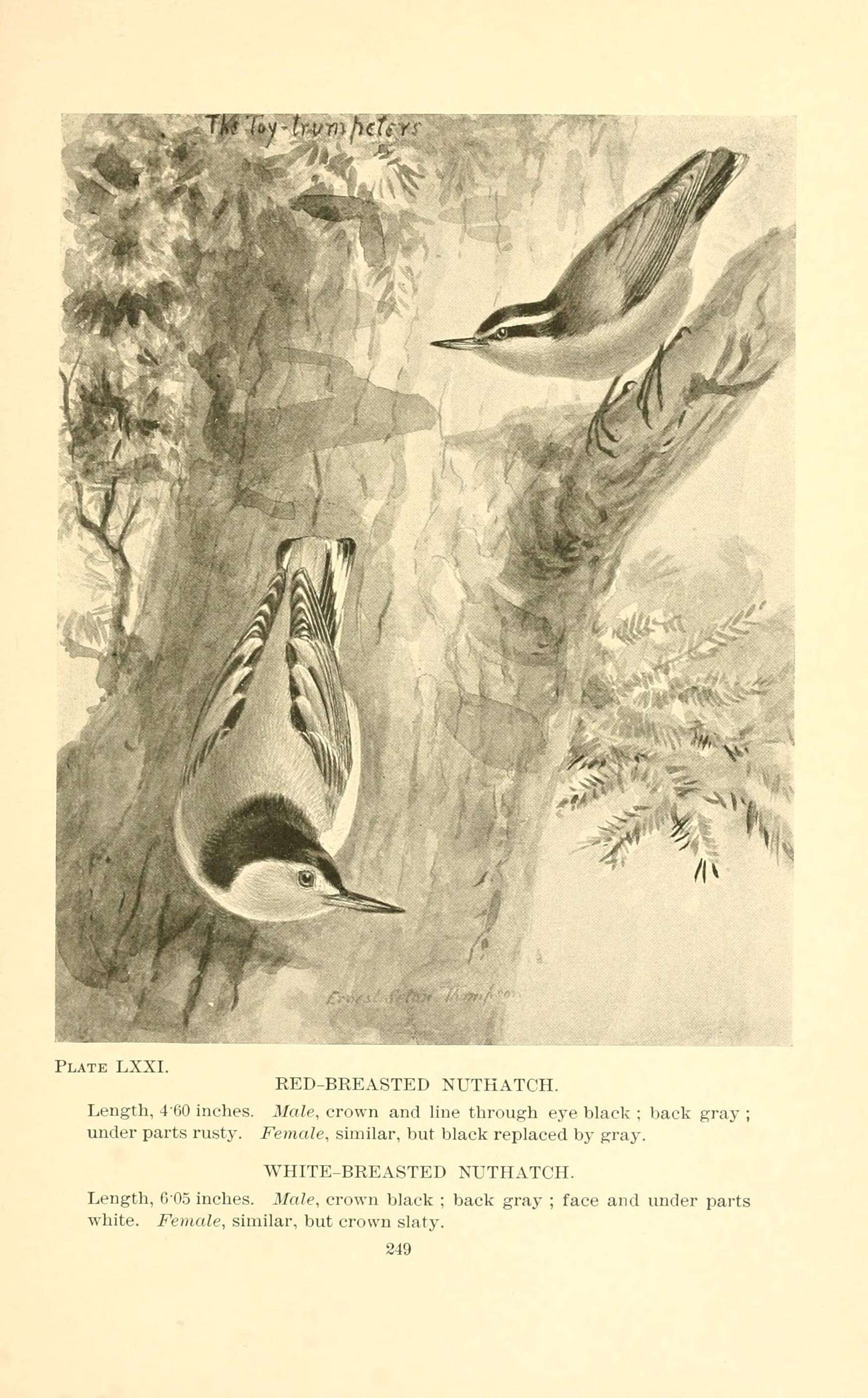 Image of Red-breasted Nuthatch