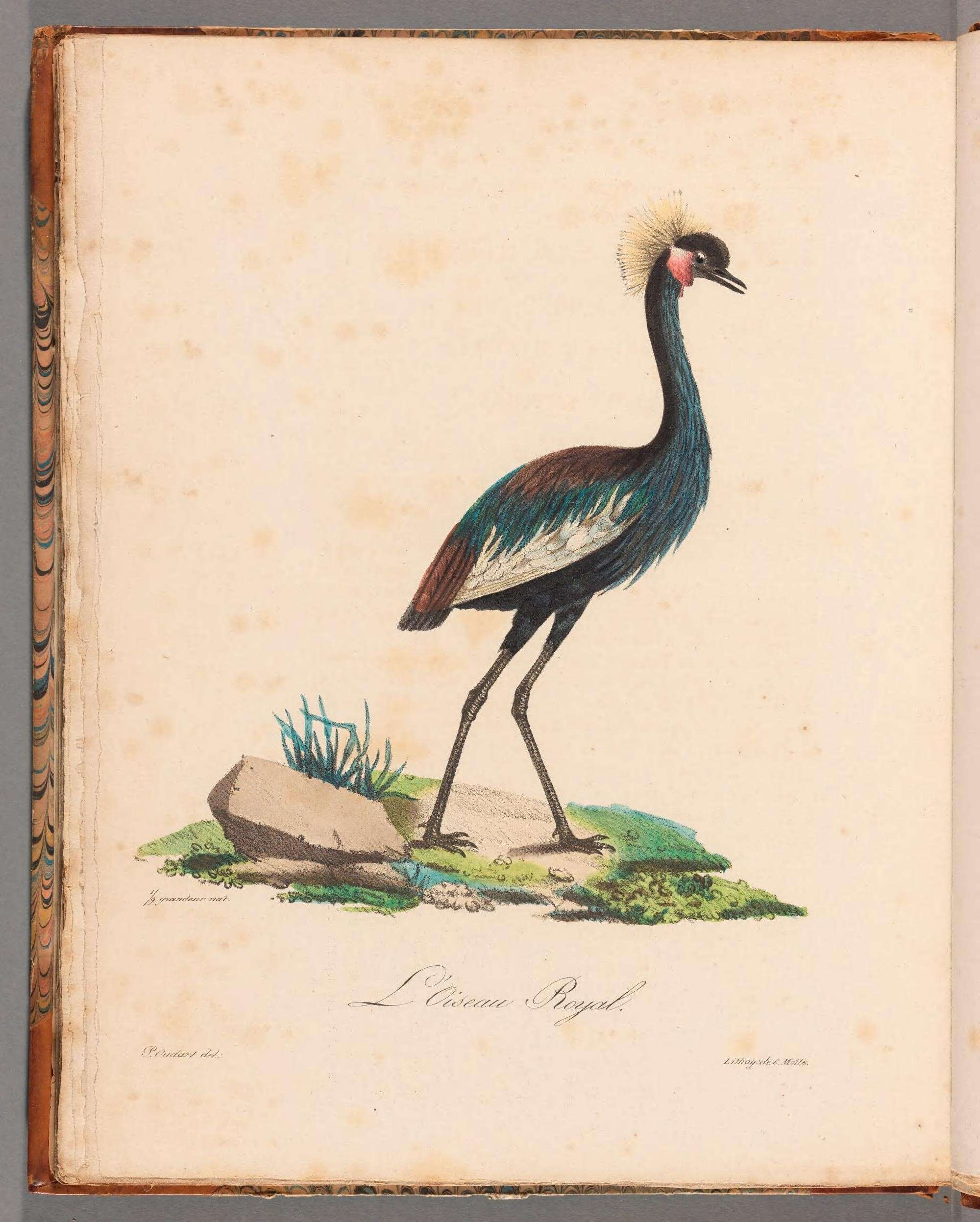 Imagem de Balearica pavonina (Linnaeus 1758)