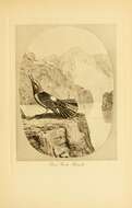 Image of Common Rock Thrush