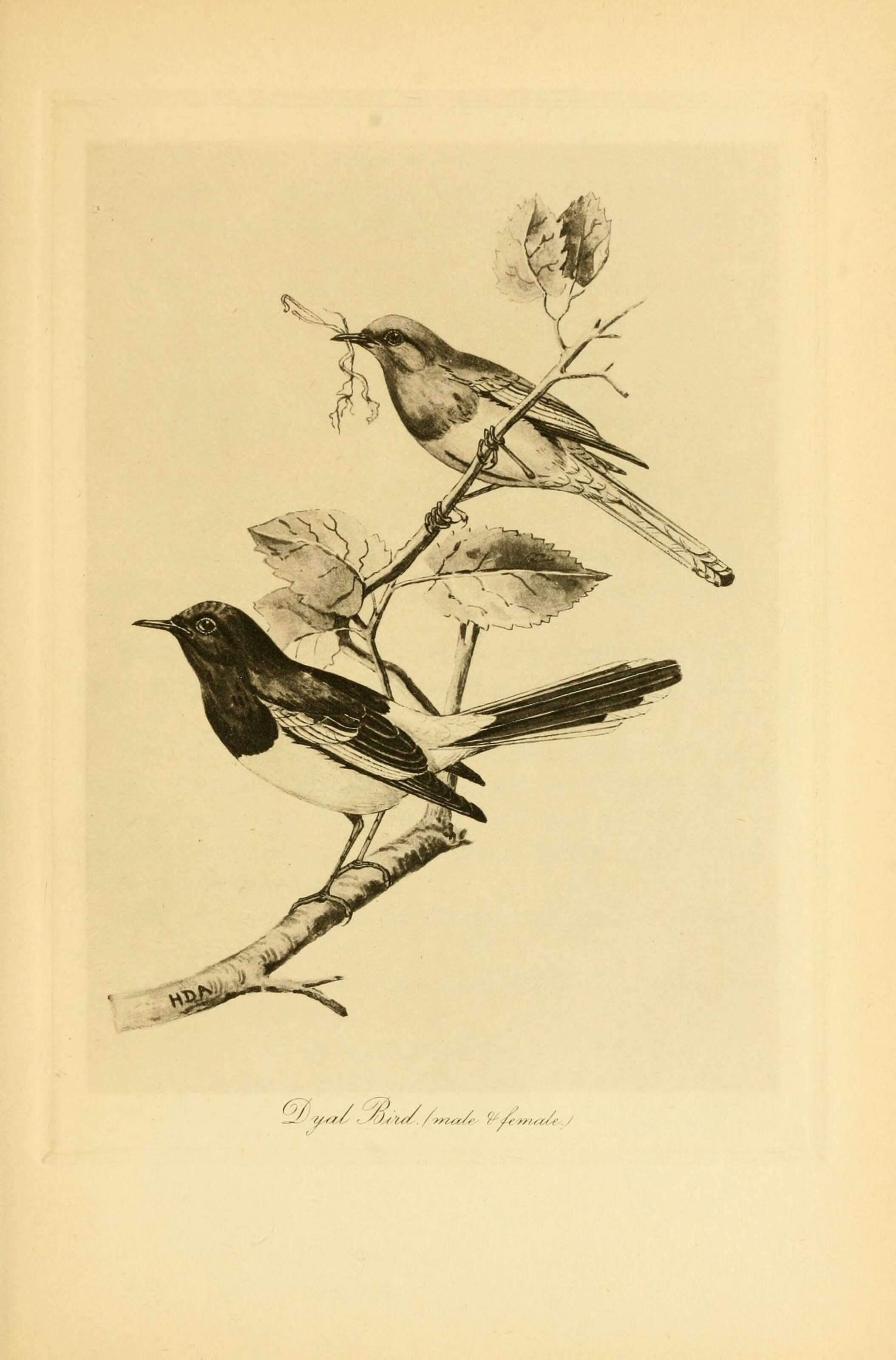 Image of Oriental Magpie Robin