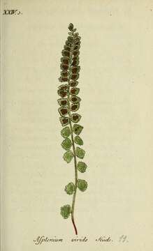 Image of Green Spleenwort