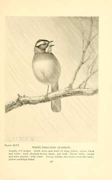 Image of White-throated Sparrow