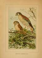 Image of American Kestrel