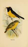 Euphonia violacea (Linnaeus 1758)的圖片