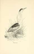 Image of Night Herons