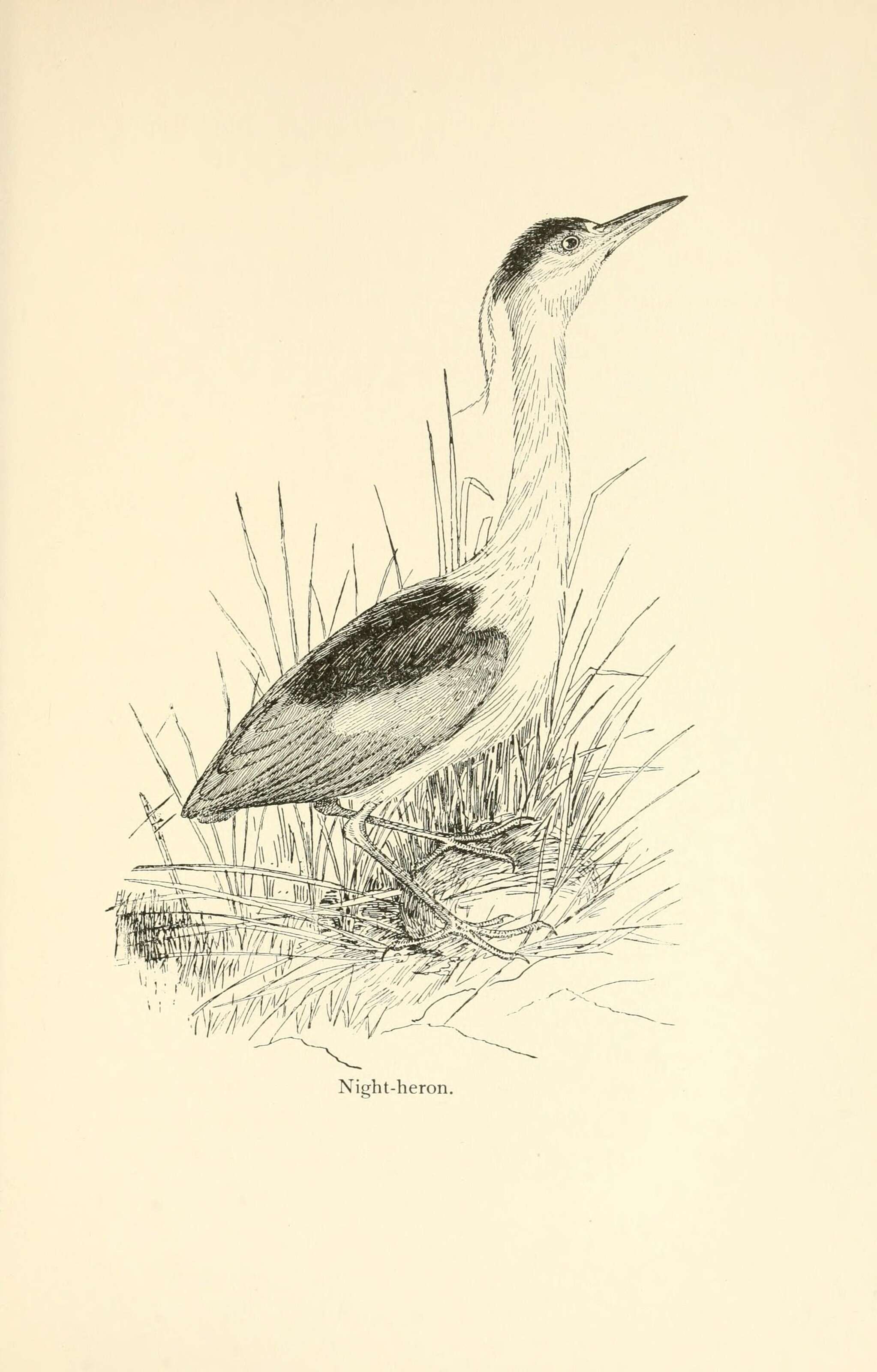 Image of Night Herons