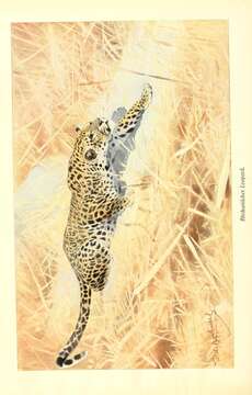 Image of African leopard