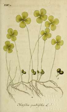 Image of Common Water Clover