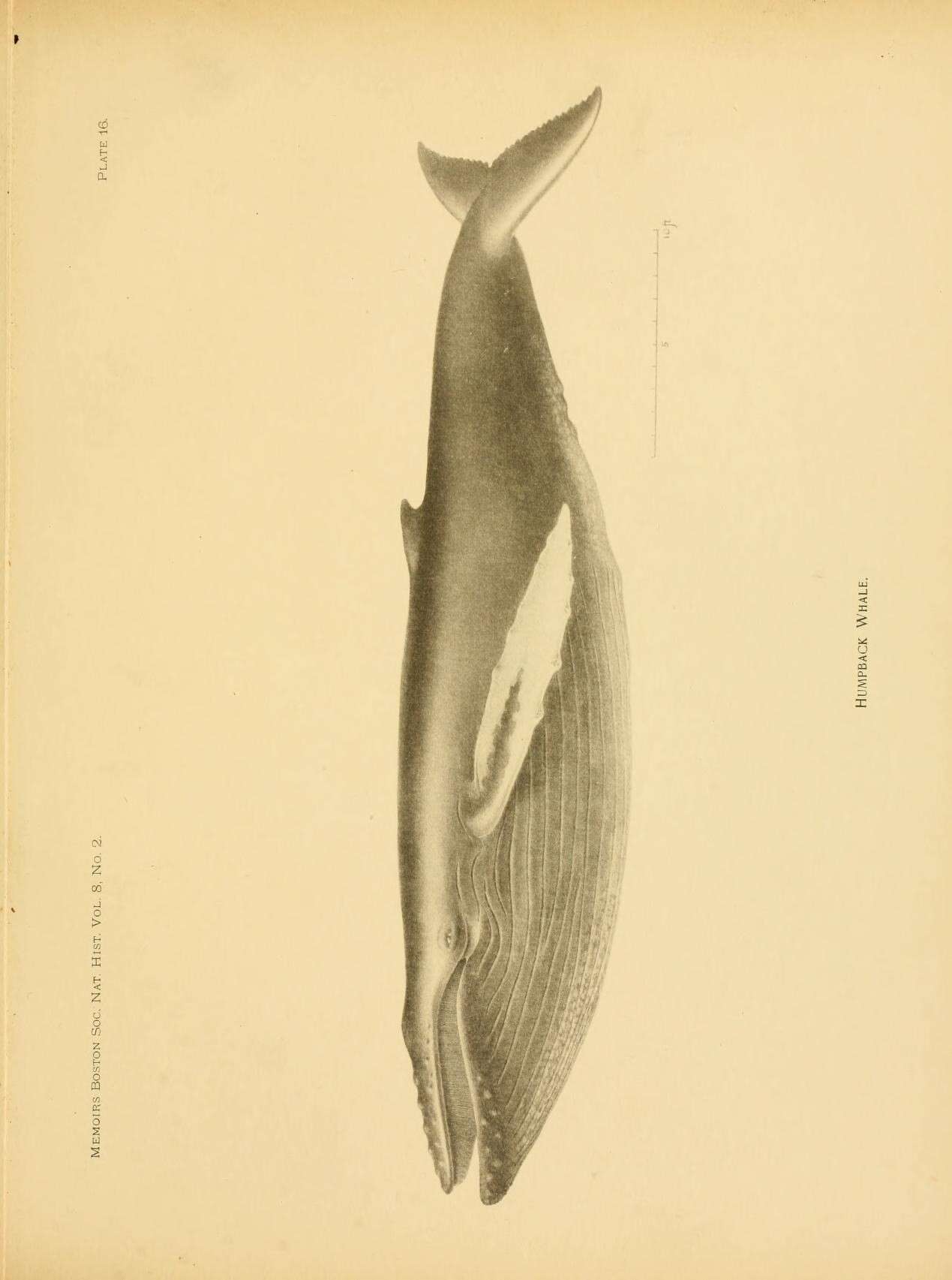 Image of Megaptera Gray 1846