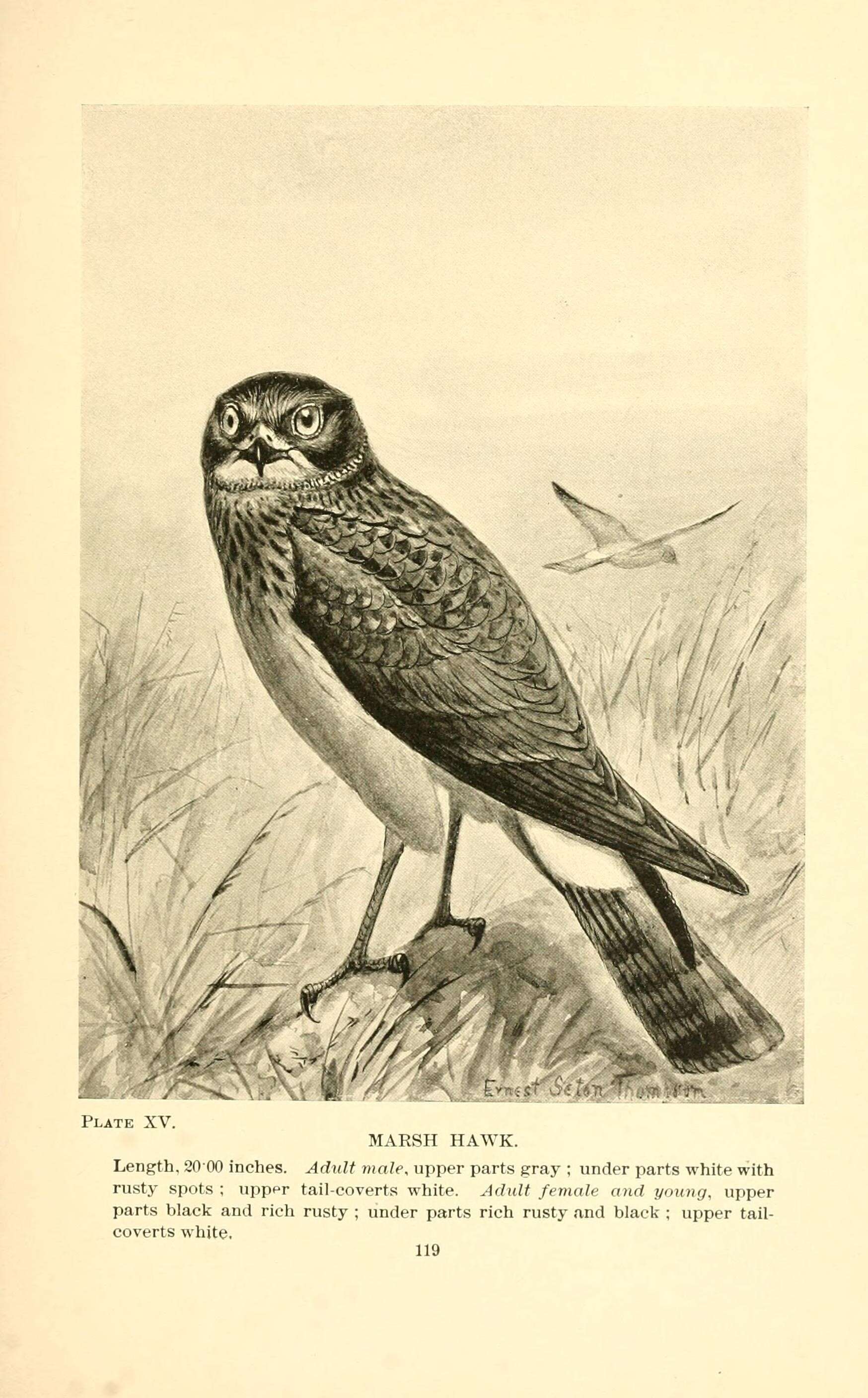 Image of Hen Harrier