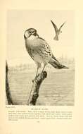 Image of American Kestrel