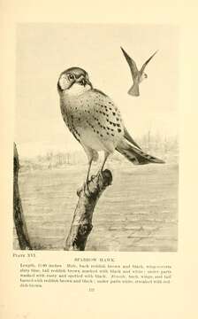 Image of American Kestrel