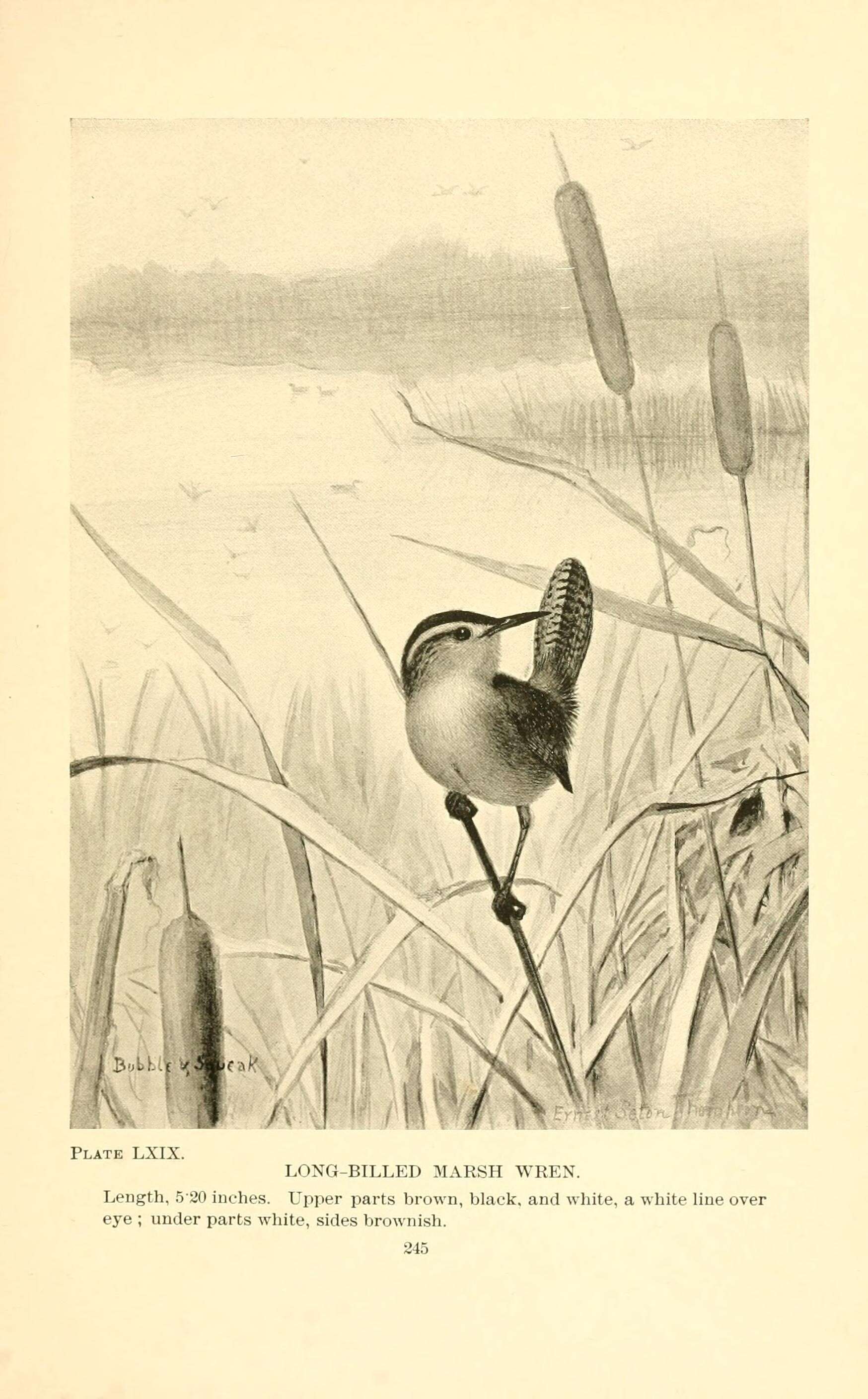 Image of Marsh Wren