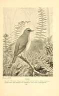 Image of Veery