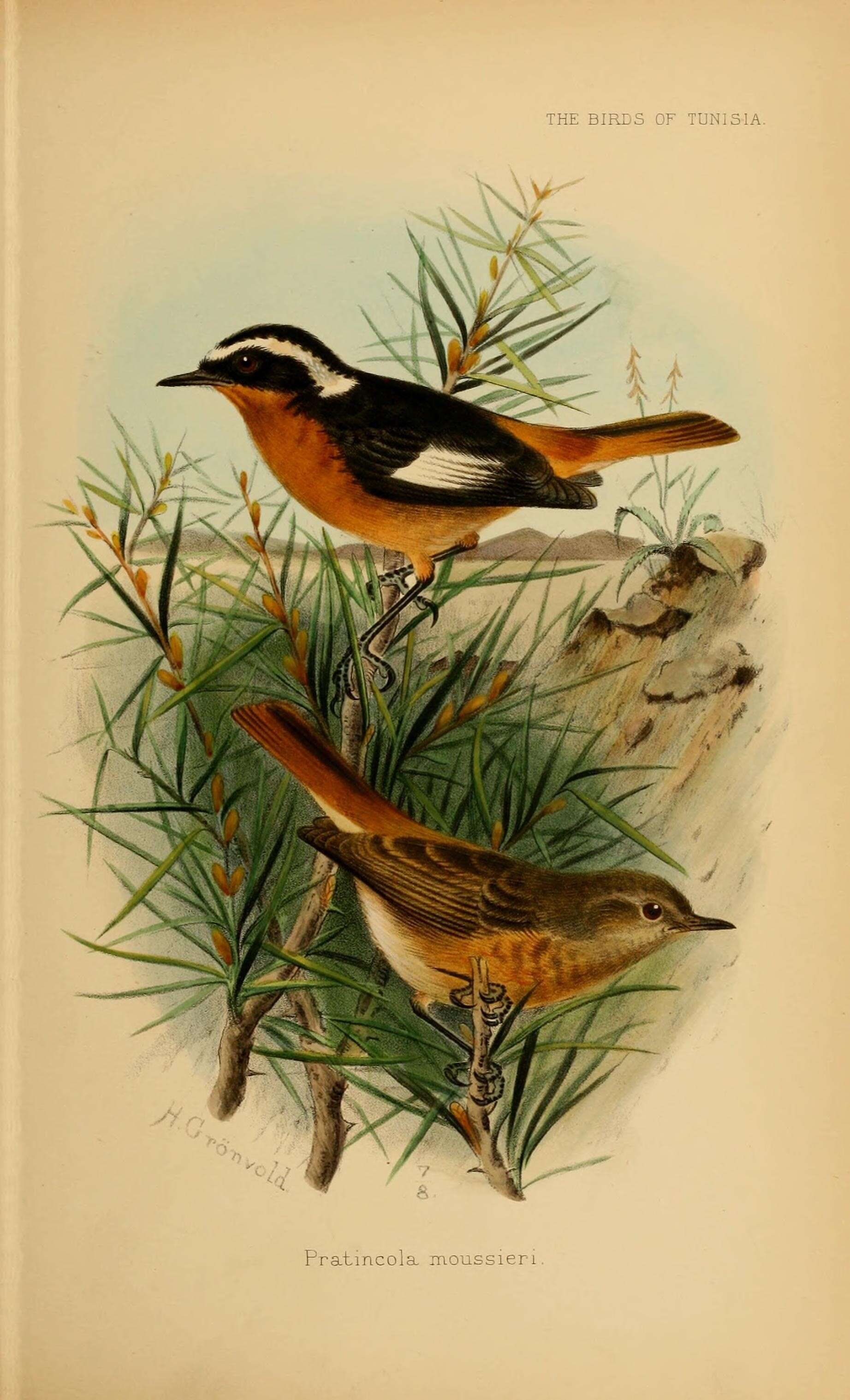 Image of Moussier's Redstart